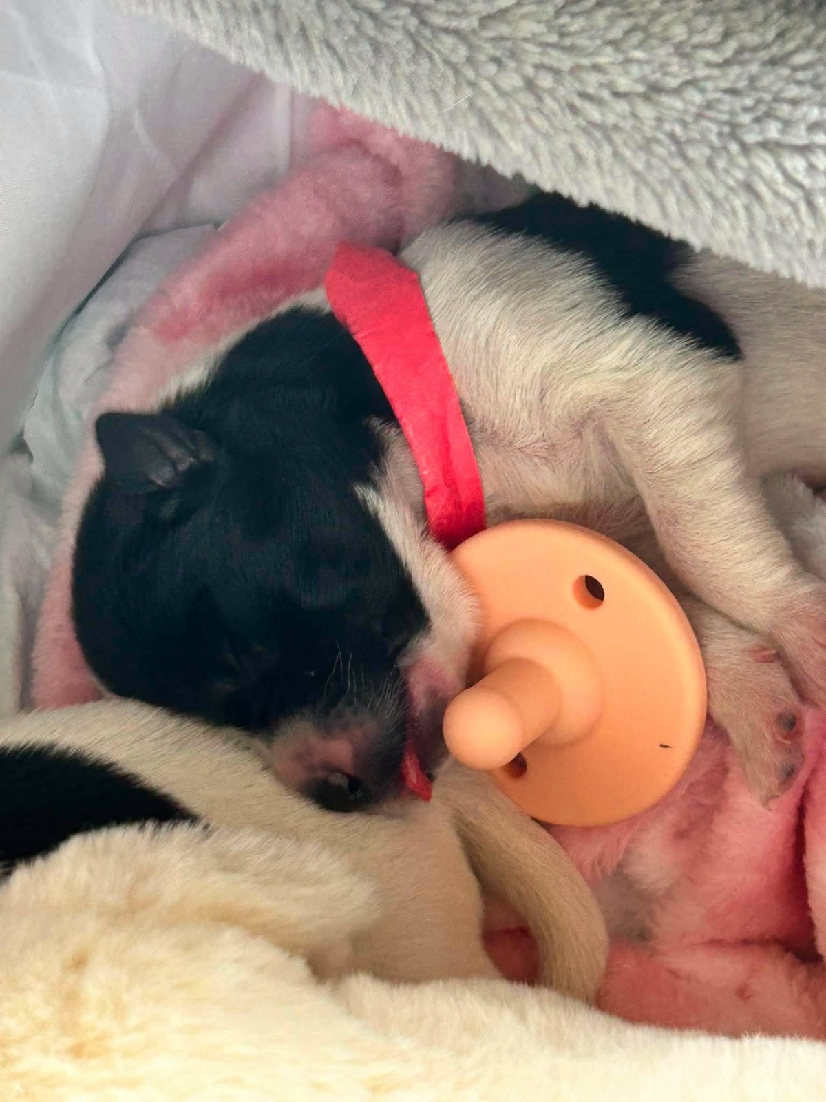 A newborn Mercy puppy being bottle-fed with a pacifier