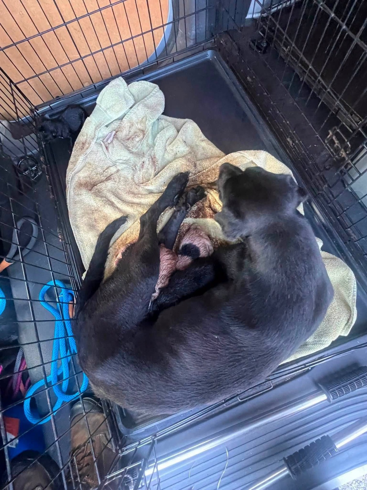 Mercy resting on a blanket inside a crate with her five newborn puppies
