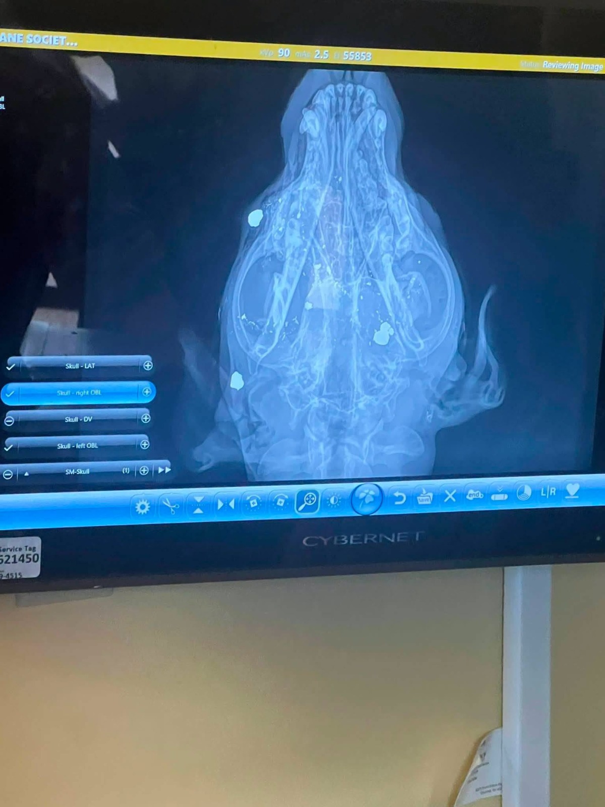 Veterinary X-ray of Mercy's skull showing multiple bright fragments