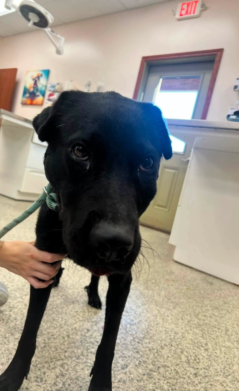 Mercy, a black dog, standing in a veterinary clinic